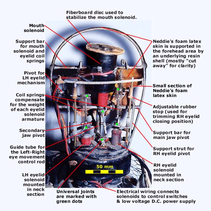 Neddie X-ray 1